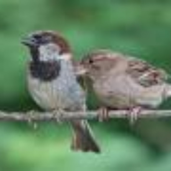housesparrow